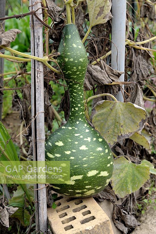 Lagenaria siceraria - Bottle gourd growing on a brick to prevent rotting
