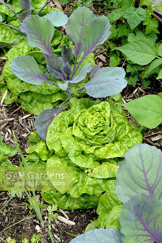 Mixed planting with Lettuce 'Grosse Blonde Paresseuse' and Cabbage