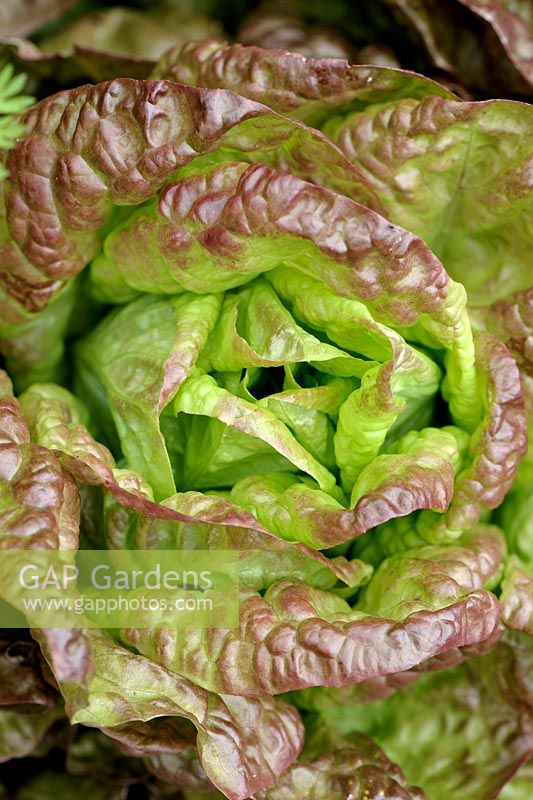 Lactuca sativa - Lettuce 'Merveille des Quatre Saisons' also known as 'Marvel of Four Seasons'