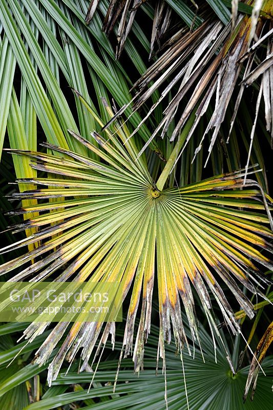 Trachycarpus fortunei - Palm tree showing signs of sunburn