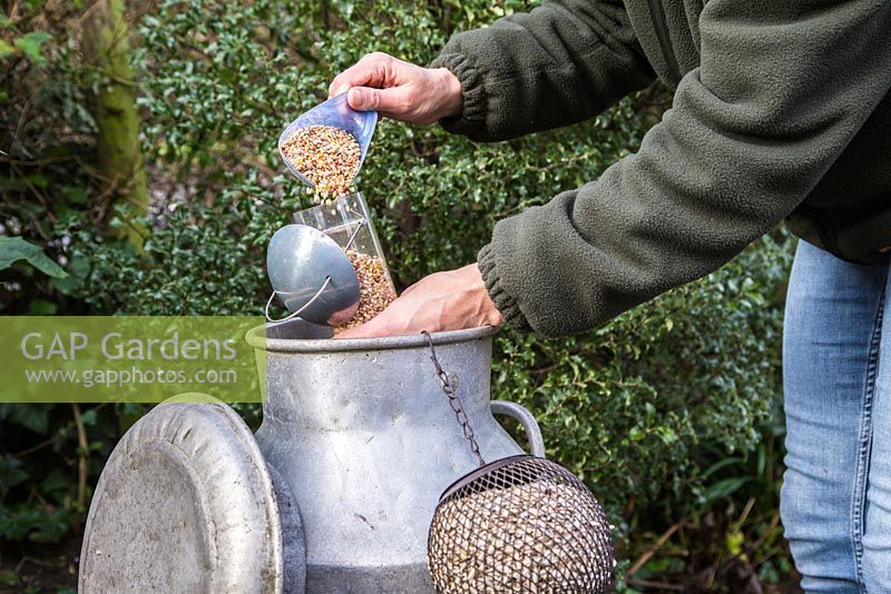Refilling a clean birdfeeder with seed from a milk churn