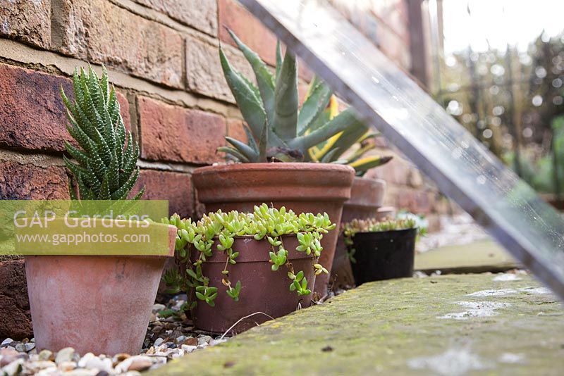 Protecting Succulents from harsh weather conditions with Perspex (methyl methacrylate)