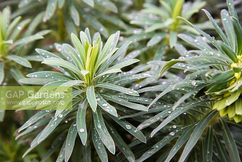 Euphorbia characias subsp. wulfenii with waterdrops