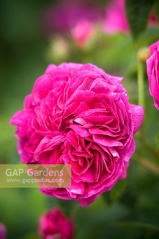 Rosa gallica 'Charles de Mills' - old fashioned shrub rose 