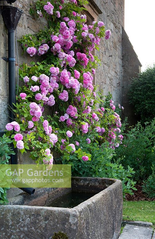 Stone water trough being fed by drainpipe with pink heavily flowering climbing rose 