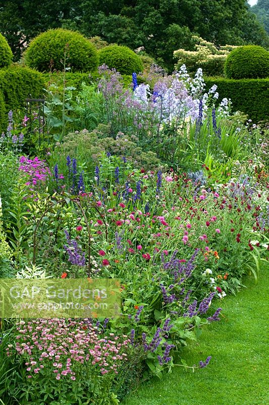 Long colourful borders backed by topiarised hedges, tall perennials - knautia, hardy geranium and delphiniums 
