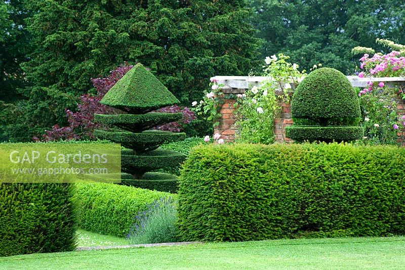 Felley Priory, Nottinghamshire July - layered topiary yew hedge 