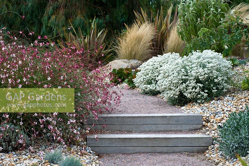 Late summer Dry garden with path steps and planting of Gaura 'Siskiyou Pink'