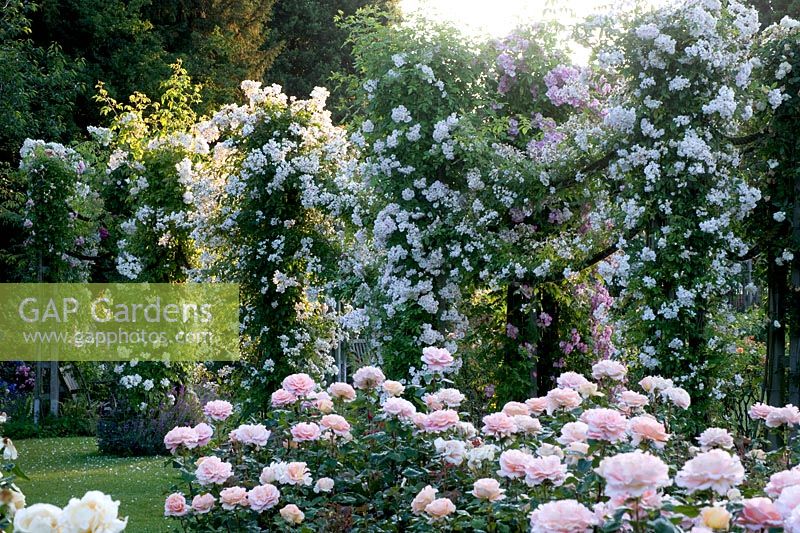 Formal rose garden in July. Regents Park, London. 
