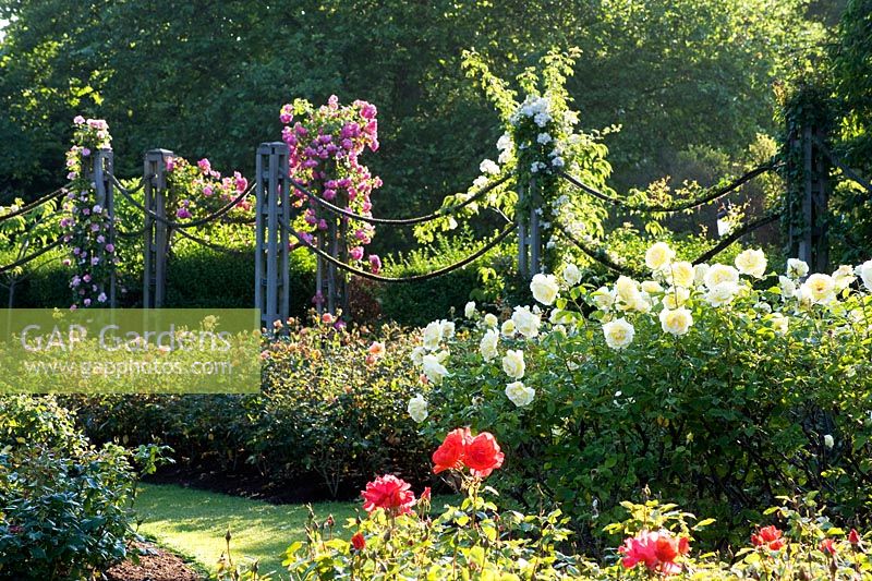 Queen Mary's Rose garden. Regent's Park, London