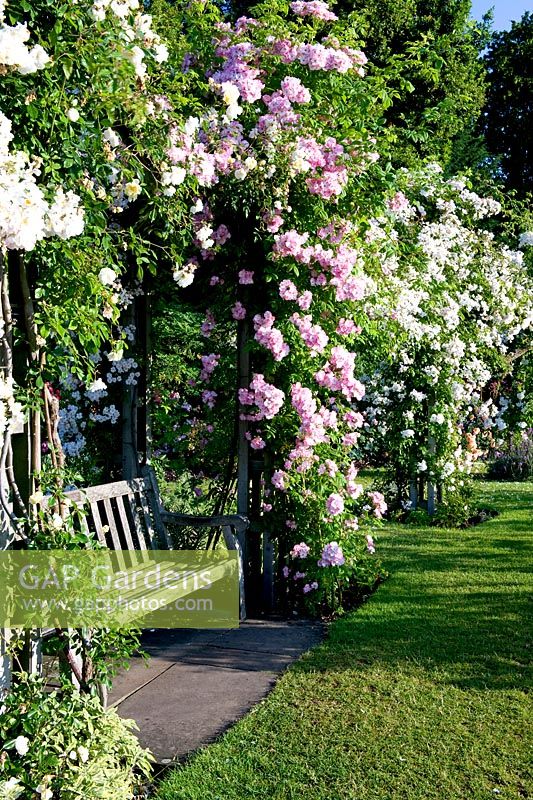 Queen Mary's Rose garden. Regent's Park, London
