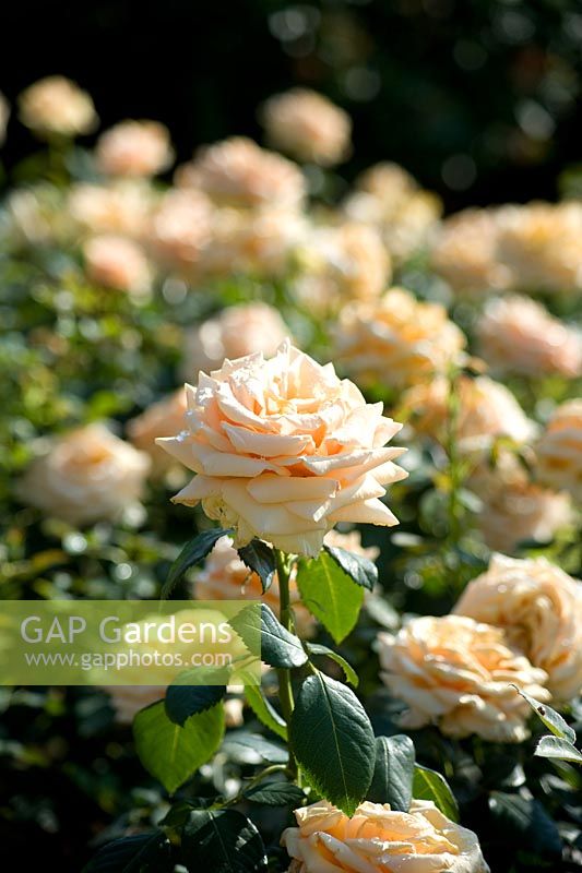 Queen Mary's Rose garden. Regent's Park, London
