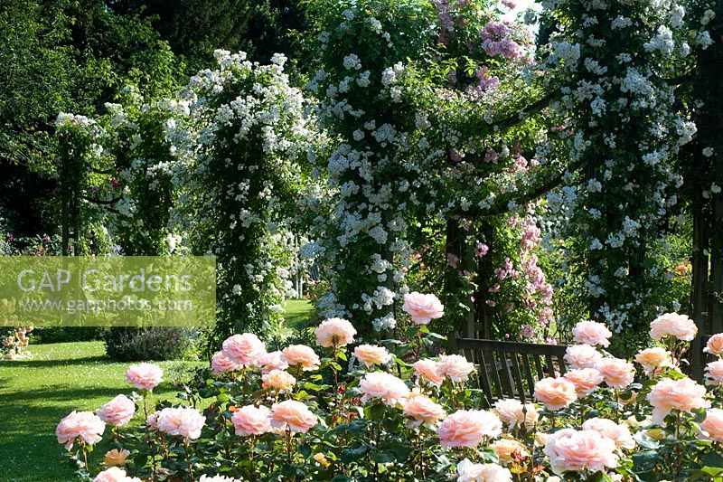 Queen Mary's Rose garden. Regent's Park, London 
