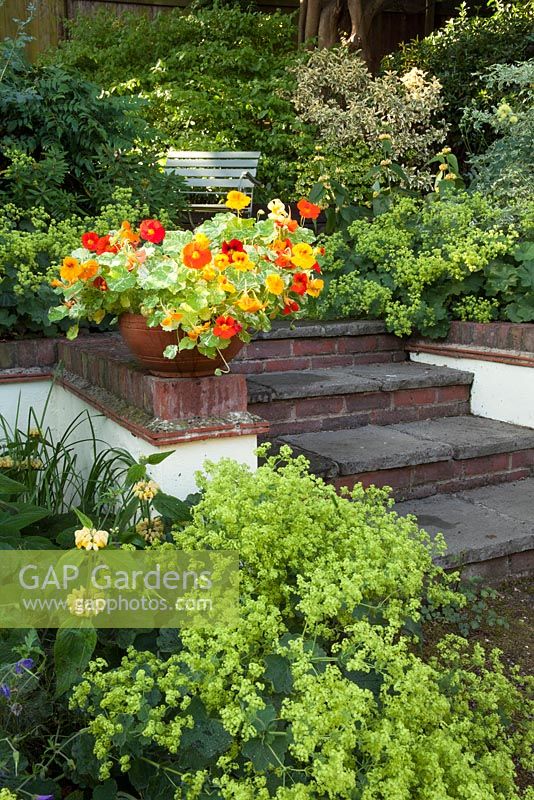 Nasturtium 'Firebird', new for 2014, Thompson and Morgan, in terracotta pot, garden setting