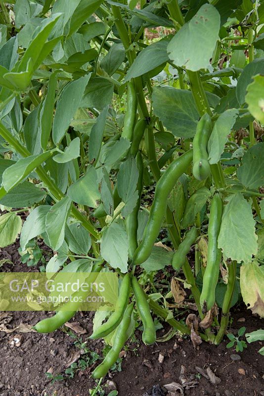 Broad bean 'Masterpiece Green Longpod'