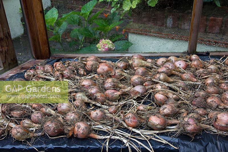 Shallot 'Mikor', drying on greenhouse bench
