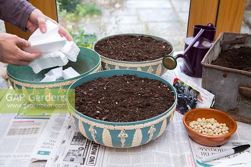 Growing Pea 'Onward', Baby Leaf Salad and Kale 'Nero Di Toscana' in containers. Adding polystyrene for drainage.