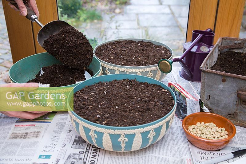 Growing Pea 'Onward', Baby Leaf Salad and Kale 'Nero Di Toscana' in containers. Adding compost.