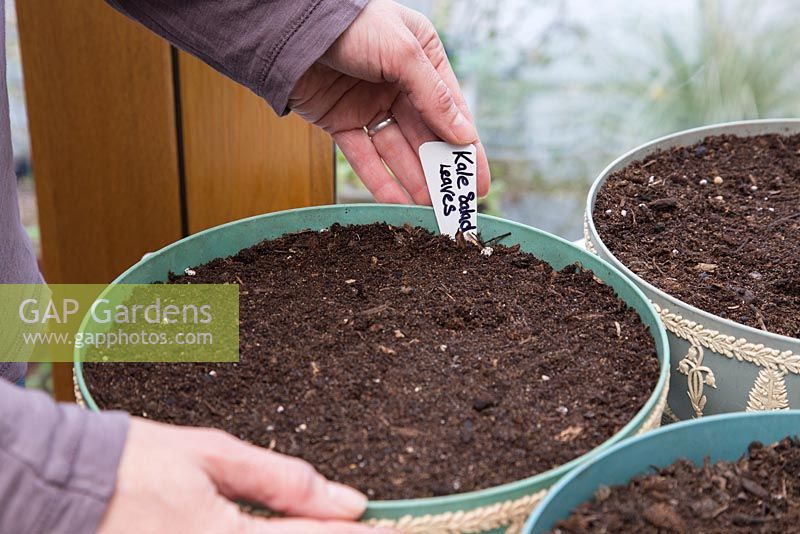 Growing Pea 'Onward', Baby Leaf Salad and Kale 'Nero Di Toscana' in containers. Inserting label for Kale.