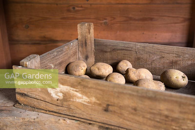 Chitting Potato 'Premiere' in wooden tray