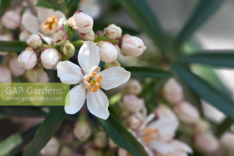 Choisya x dewitteana 'Aztec Pearl', commonly called Mexican orange blossom