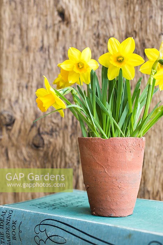 Display of Narcissus 'Tete-a-tete' against wooden backdrop