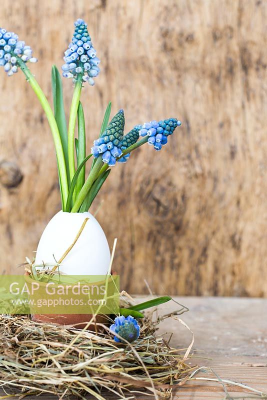 Display of Muscari armeniacum planted in duck egg within a nest