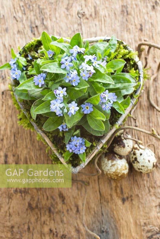 Display of metal heart planted with Myosotis - Forget-me-not and moss with quail eggs