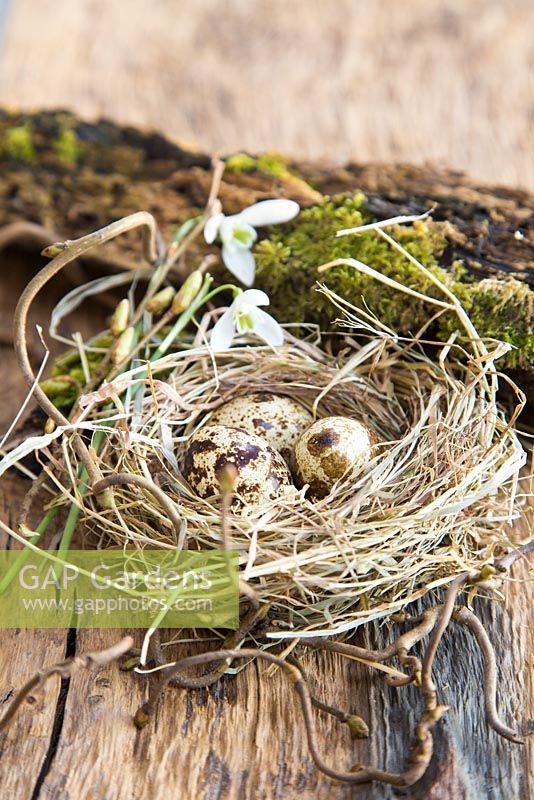 Display of Quail eggs in a straw nest with Galanthus nivalis