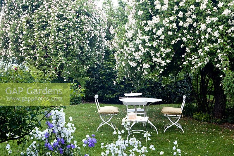 White table and chairs, Campanula persicifolia, Rosa 'Bobbie James' in tree