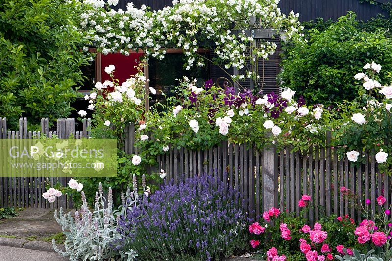 Wooden fence with Stachys byzantina, Lavandula angustifolia, Rosa 'New Dawn', Clematis viticella, Rosa 'Heidetraum', Rosa 'Bobbie James'