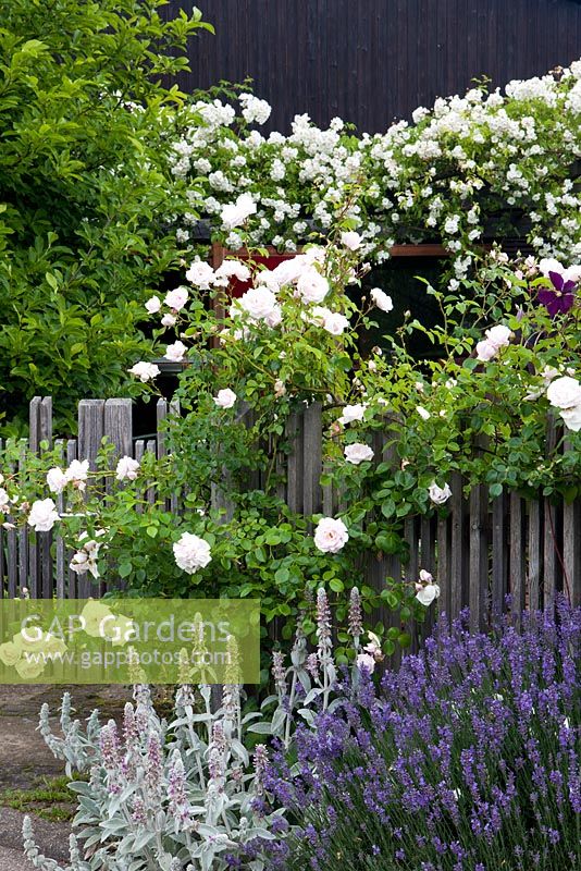 Wooden fence, Stachys byzantina, Lavandula angustifolia, Rosa 'New Dawn', Rosa 'Bobbie James'