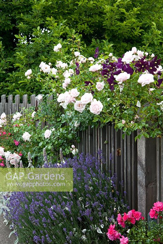 Wooden fence, Rosa 'New Dawn', Clematis viticella, Stachys byzantina, Lavandula angustifolia