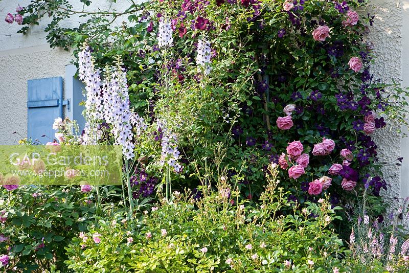 Border in front of house with blue window shutters. Plants include Rosa 'Louise Odier', Rosa borbonica, Delphinium, Clematis viticella 'Etoile Violette', Rosa 'Lavinia'
