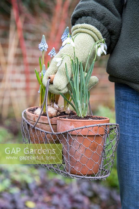 Woman holding trug of Muscari 'Early Magic' and Galanthus nivalis