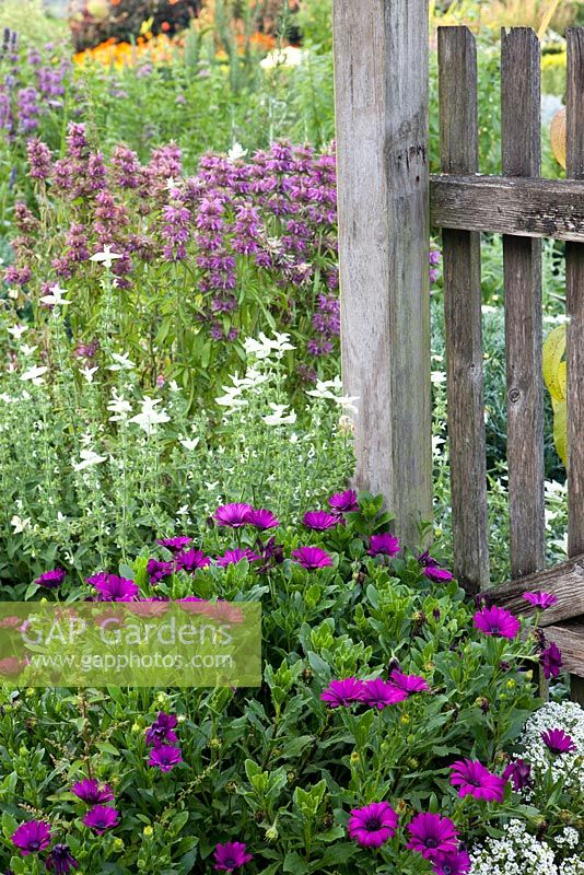 Osteospermum ecklonis 'Asti Purple', Salvia viridis 'White Swan', Monarda citriodora, wooden fence