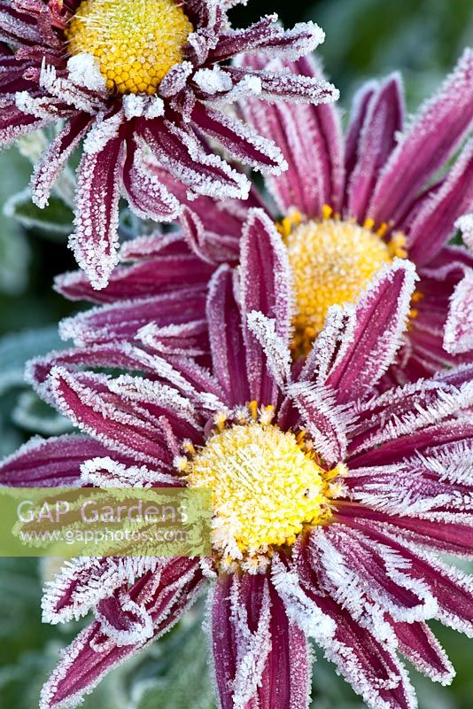 Chrysanthemum Rubellum Hybride 'Ourie' with hoar frost