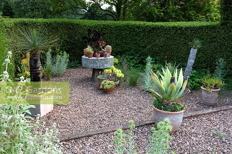 Containers for various succulents - mill stone table and gravel area with hedges - Cothay Manor, Greenham, Somerset, England summer late June 