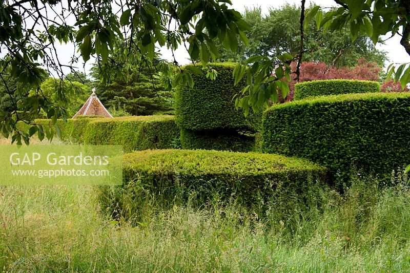 Yew topiary, long grass - Cothay Manor, Greenham, Somerset, England, summer late June 