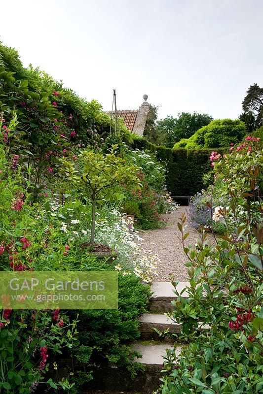 Garden steps and path -  lathyrus grandiflorus honeysuckle lonicera - Cothay Manor, Greenham, Somerset, England summer late June 
