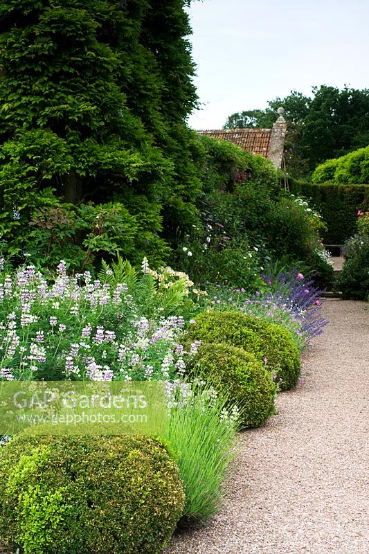 Mixed flowerbed in summer with box balls, lavender, nepeta, lupinus - Cothay Manor, Greenham, Somerset, England, summer late June 