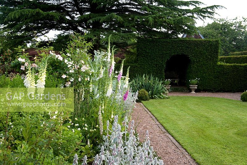 White perennial border and cedar tree in country garden - Cothay Manor, Greenham, Somerset, England, late June 