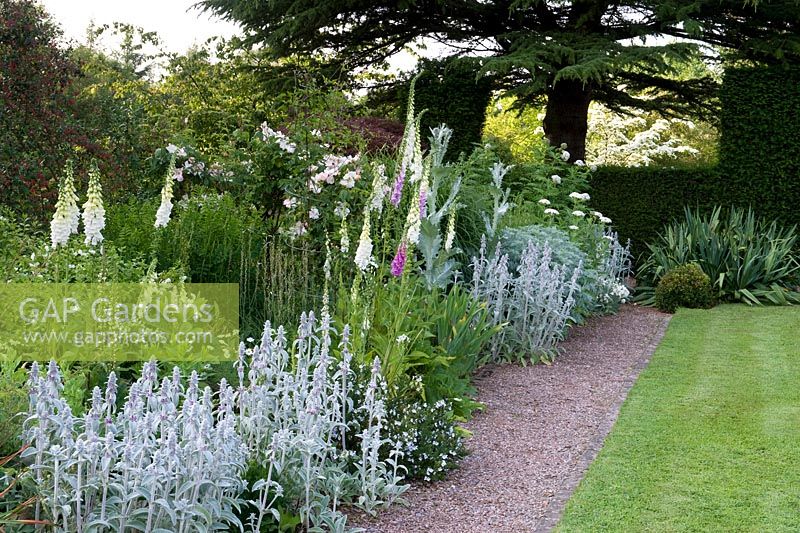 White perennial border and cedar tree - Cothay Manor, Greenham, Somerset, England, late June  