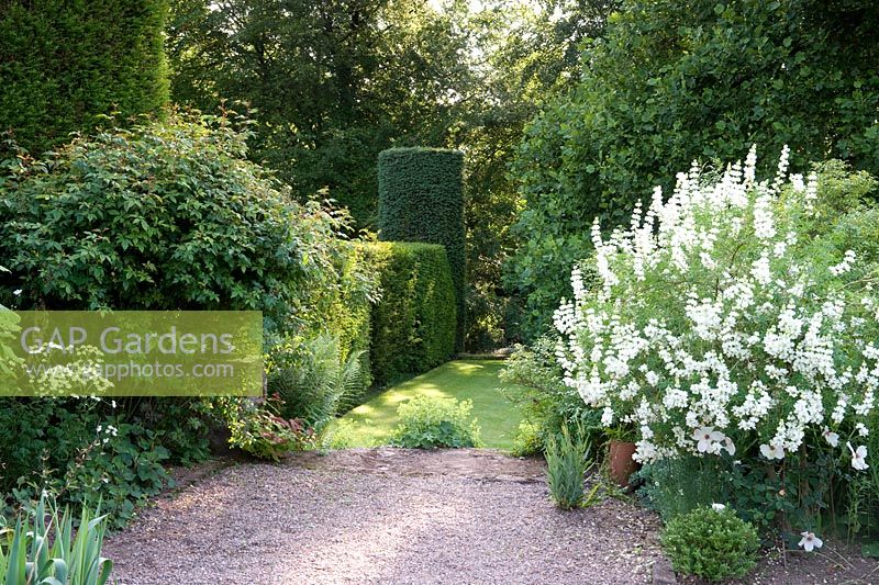 Topiary hedges, flowering shrubs and gravel surface in country garden - Cothay Manor, Greenham, Somerset, England, summer late June 