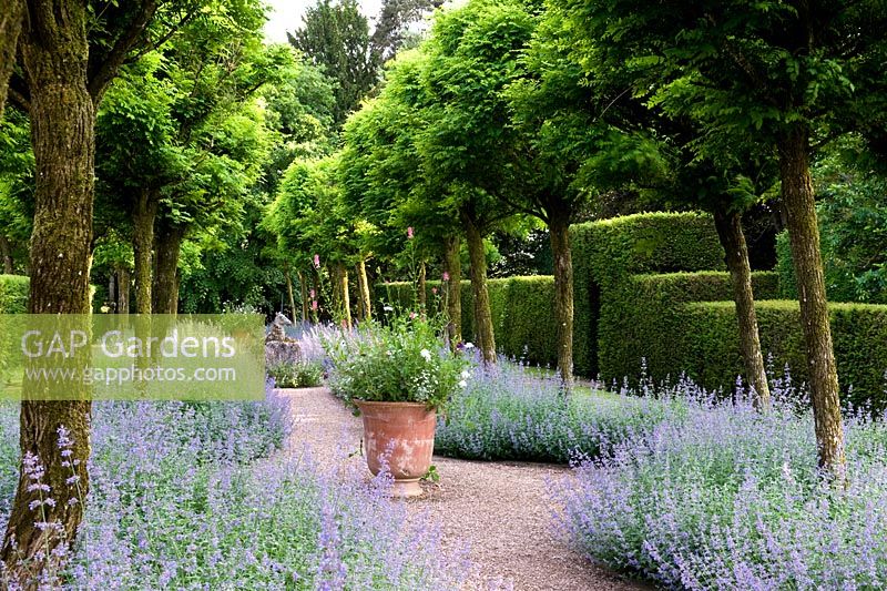 Containers in centre of lavender garden - unicorn walk - Cothay Manor, Greenham, Somerset, England, late June. 
