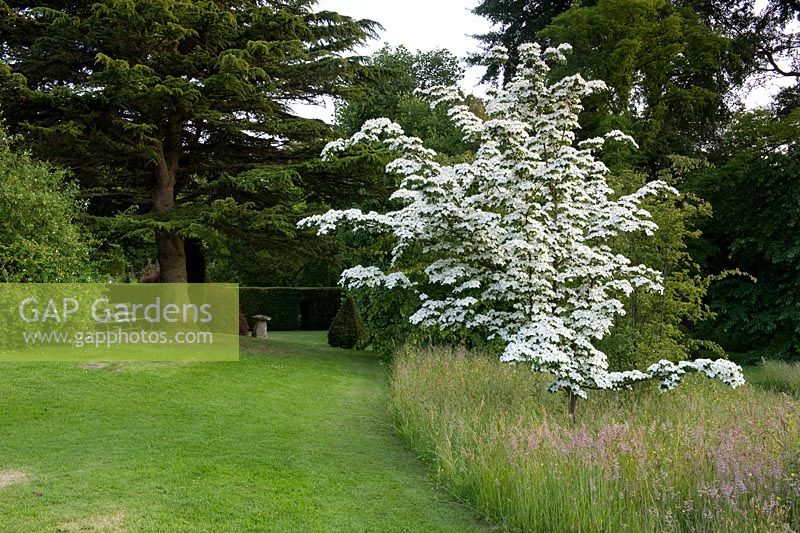Cothay Manor, Greenham, Somerset. White flowering Cornus in long meadow 