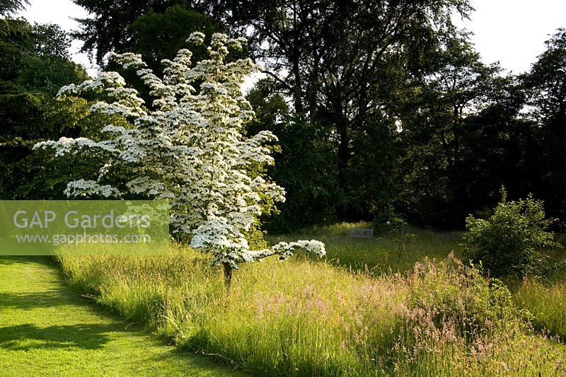 Cothay Manor, Greenham, Somerset. White flowering Cornus in long meadow 
