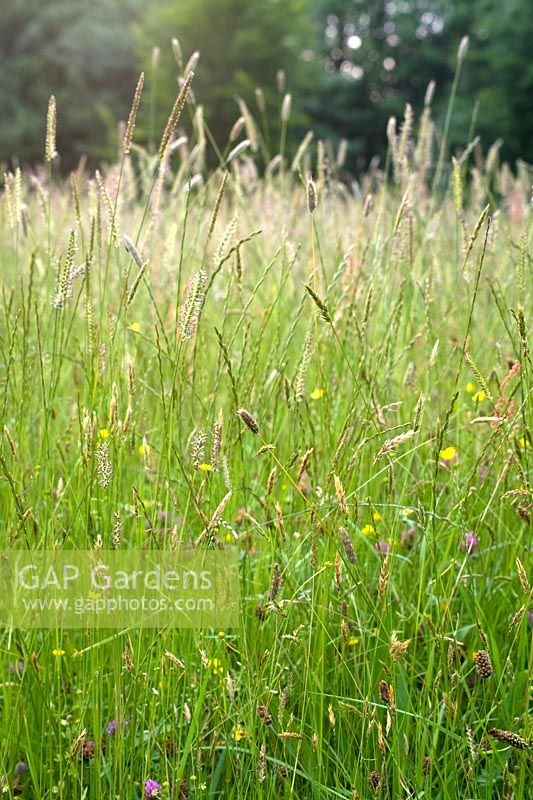 Cothay Manor, Greenham, Somerset. Tall meadow grass 
