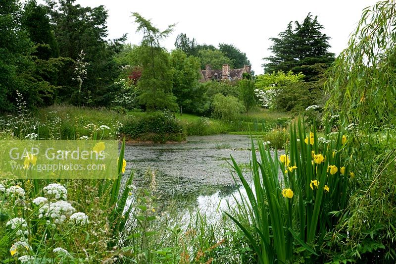 Cothay Manor, Greenham, Somerset. Lake with yellow flag iris and house in distance 