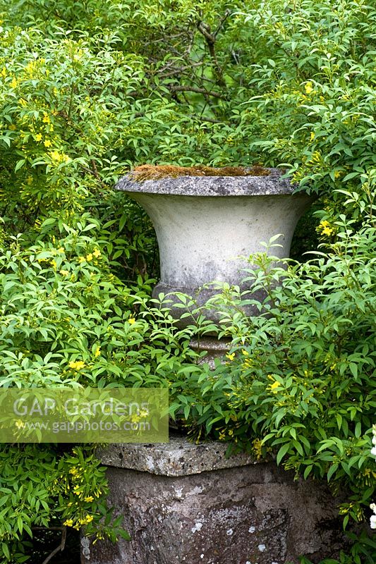 Cothay Manor, Greenham, Somerset. Stone urn on wall surrounded by yellow flowering shrub